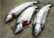 ??  ?? Above: Scottish salmon killed in seal predation attack. (Photo: SSPO)