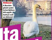  ?? ?? Áldozat
A Buckingham-palota kertjében élő egyik hattyú volt az áldozat