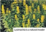  ??  ?? Lysimachia is a natural invader