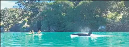  ?? Photo / Stephen Reid ?? Kayakers in Raglan Harbour got up close with a pod of orca.