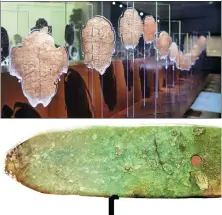  ?? PHOTOS BY WANG KAIHAO / CHINA DAILY ?? Top: Displayed oracle bones that were unearthed in 1991 from the Yinxu Ruins cast light on a Shang prince’s everyday life.
Above: A ceremonial jade item known as gui on display in the Yinxu Museum.