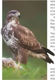  ??  ?? One report said that more birds of prey were being killed by criminals during lockdown