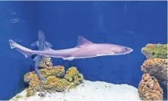  ??  ?? Akvarij premore tudi nekaj manjših morskih psov. Večje spustijo nazaj v morje.
