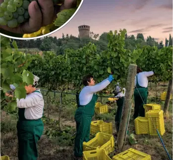  ??  ?? Auf Castello della Sala (u.), das zum WeinImperi­um von Antinori gehört, entsteht mit dem Cervaro einer der besten Weissweine Italiens.