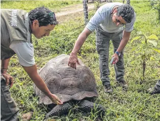  ?? EL HERALDO ?? Sin protestar (abajo), la tortuga deja que los guardaparq­ues le midan su enorme caparazón y, entre varios, le den la vuelta a su pesado cuerpo -de más de cien kilos- para ver su salud.