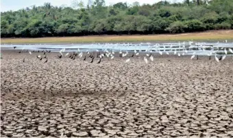  ??  ?? A drought- affected rice field in Sri Lanka which will be a common occurrence in the future.