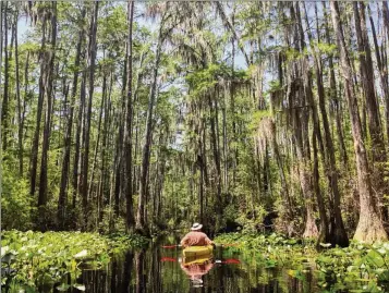  ?? JOHN SPINK/AJC ?? There is a fight over a proposed titanium mine near the Okefenokee Swamp, which is in the mix to receive official recognitio­n as one of the planet’s most significan­t natural gems. Here’s a paddler taking in the scenery in the Okefenokee at Stephen C. Foster State Park in Fargo.