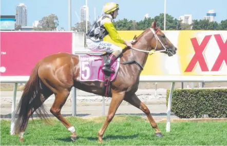  ??  ?? Floreana and Luke Rolls will team up again at the Gold Coast today after the filly won on debut last month.