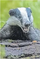  ?? ?? Badgers spread TB to cattle