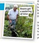  ??  ?? Beans get a watering of lime