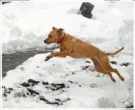  ??  ?? Wookiee, the staffy, tries to avoid the snow.