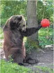  ??  ?? Michal ist verspielt und neugierig. Der polnische Bär ist eines der geretteten Tiere, die im Bärenwald Müritz leben dürfen.