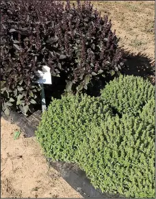  ??  ?? “Sweet Petra Dark Red” basil (left) has mild tasting leaves and provides vivid contrast to its neighbor, “Boxwood” basil, which has a tidy growth habit and makes round plants at the Texas A&amp;M University plant trial garden in Overton, Texas.
