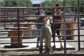  ?? RECORDER PHOTO BY ALEXIS ESPINOZA ?? Cha Chi the Alpalca munches on lettuce that is fed to him by visitors at Ford Farms Pony Rides and Petting Zoo on Thursday morning.