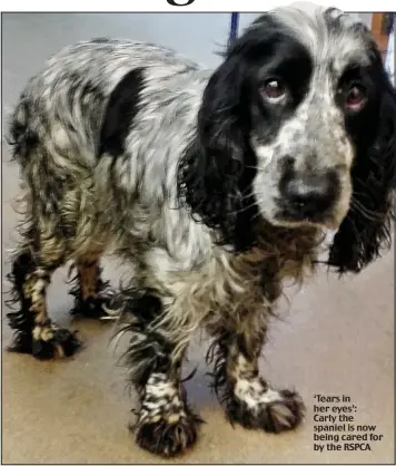  ??  ?? ‘Tears in her eyes’: Carly the spaniel is now being cared for by the RSPCA