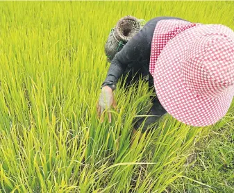  ??  ?? Rising farm prices, especially for paddy rice, were among the factors that boosted GDP in the first quarter.