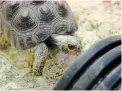  ??  ?? A red-footed tortoise lives at Little Ray's Nature Centre in Sarsfield, Ont.