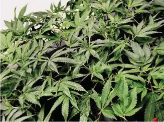 ?? Arnold Gold/Hearst Connecticu­t Media ?? Lemon Cherry Gelato cannabis plants are developing roots in a Propagatio­n Room at the CTPharma cultivatio­n facility in Rocky Hill, Connecticu­t, on Dec. 13, 2022.