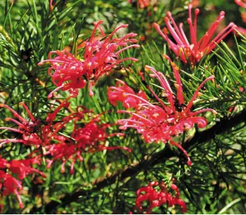  ??  ?? The striking spider flower carries cyanides in the flower but its nectar is harmless