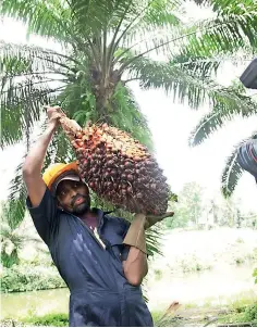  ??  ?? Palm oil fruit
