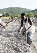  ??  ?? Kapenta from lake Kariba being dried in the sun in Siavonga.