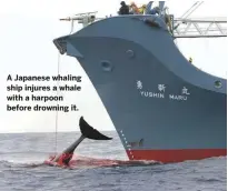  ??  ?? A Japanese whaling ship injures a whale with a harpoon before drowning it.