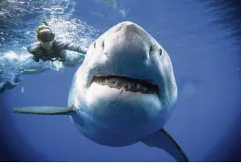  ?? JUAN OLIPHANT via AP ?? Ocean Ramsey, a shark researcher and advocate, swims with a large great white shark off the shore of Oahu, Hawaii, last week. Ramsey says that images of her swimming next to a great white shark of this size prove that these top predators should be protected, not feared.