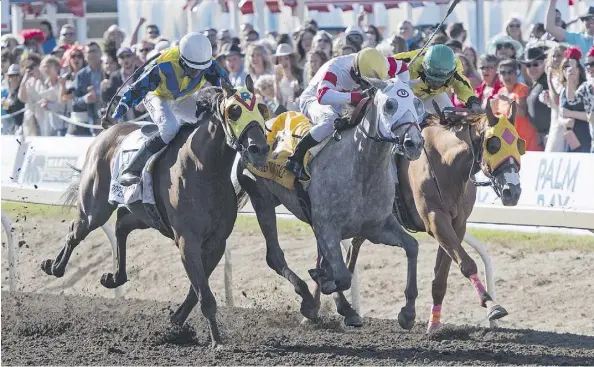  ?? JOHN LUCAS ?? Jockey Rico Walcott on Chief Know It All comes up the middle to win the 88th running of the Canadian Derby at Northlands Park in Edmonton, or so everyone thought. The official result remains in limbo after allegation­s that Double Bear, right, was...