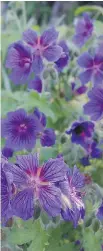  ?? IMAGES/ ISTOCK PHOTO GETTY ?? Group of dark blue cranesbill (geranium) flowers in a garden.