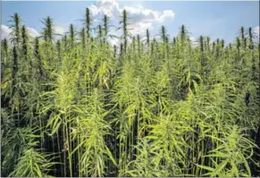  ?? Photo: Michael Reichel/dpa ?? Stable crop: Grown for fibre and seeds, hemp only has a tiny proportion of THC and is unsuitable as an intoxicant.