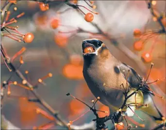  ?? JANE GAMBLE/WASHINGTON POST PHOTOS ?? The type of trees and shrubs you choose can also make a big difference to birds. Shown is a cedar waxwing eating a chokeberry.