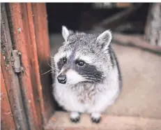  ??  ?? „Wer seid ihr denn?“Waschbär Bernd hat schon seit Wochen keine Besucher mehr gesehen.