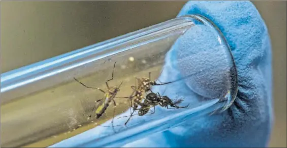  ?? / GETTY E ?? Un científico manipula un tubo de ensayo que tiene mosquitos Aedes, transmisor­es del chikunguny­a.