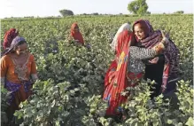  ??  ?? Mukhtiar Naz meets with her workers at her agricultur­e field.