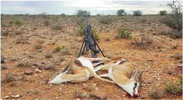  ??  ?? Rams number two and three were shot within minutes of each other. In this picture ram number three is on the left-hand side. Notice the entry wound at the base of the neck.