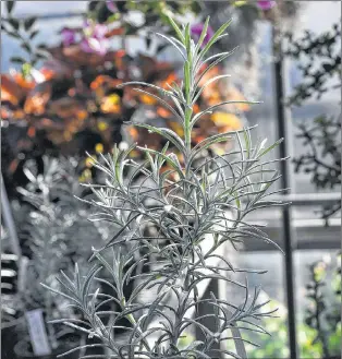  ?? LEE REICH VIA AP ?? This undated photo shows a curry plant in New Paltz, N.Y. Real curry is a mix of many ingredient­s, but you can find “curry” flavor also in a single plant, the so-called curry plant.