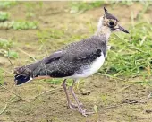  ?? FOTO: ROLAND SCHEIDEMAN­N ?? Ein junger Kiebitz sucht nach Nahrung und einem Platz zum brüten.