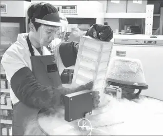  ?? XINHUA ?? A scholar at the China National GeneBank puts gene samples into liquid nitrogen for preservati­on.