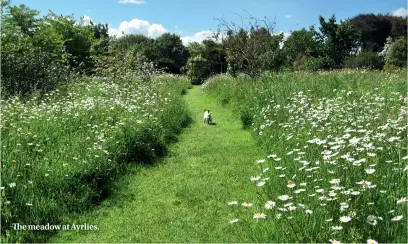  ??  ?? The meadow at Ayrlies.