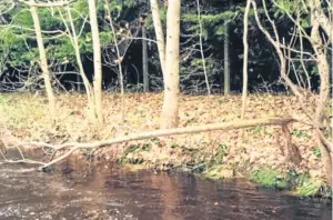  ??  ?? The two offending orange pipes already attracting debris and clear signs of beaver damage to a bankside tree.