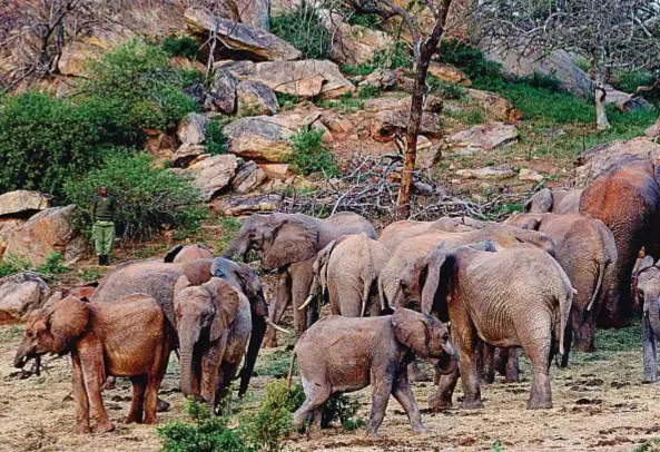  ??  ?? Grandi amici da adottare A sinistra, un gruppo di elefantise­lvaggi e di giovani orfanicont­rollati a vista nella riserva diIthumba, nel parco dello Tsawoest dove si trova la sede dellaFonda­zione Sheldrick.A destra, scolari di Nairobi invisita all’orfanotrof­io osservanoa­lcuni giovani elefanti.