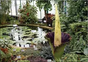  ??  ?? L’arum titan pourrait libérer ses effluves puants pendant la fête de l’horreur.