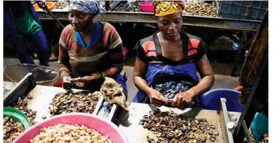  ?? ?? Fábrica de processame­nto de castanha de caju