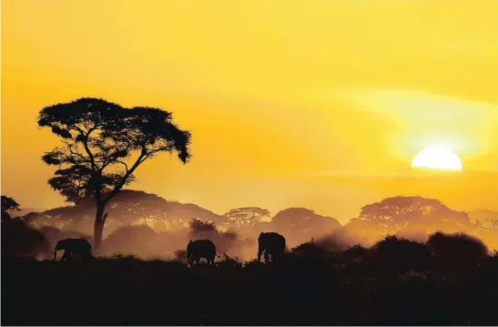  ??  ?? La impresiona­nte puesta de sol en el Parque Nacional de Amboseli, en el sur de Kenia.