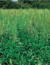  ??  ?? Palmer Amaranth-plante is ’n riller vir sojaen katoenboer­e in die Amerikaans­e suide. Talle van die onkruidpla­nte het weerstand teen glifosaat ontwikkel.