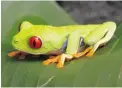  ??  ?? Some frogs manage to stand out even in the lush foliage.