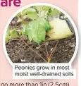  ??  ?? Peonies grow in most moist well-drained soils