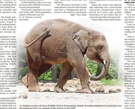  ??  ?? An elephant at the Lok Kawi Wildlife Park in Penampang, Sabah. Breeding elephants in captivity is not necessary as there are enough of the species in the wild.