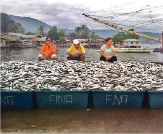  ??  ?? A bountiful catch of sardines awaits processing and disposal at one of the landing sites in the country.