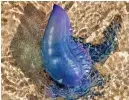  ?? Picture: PA ?? Invaders...Portuguese man o’war